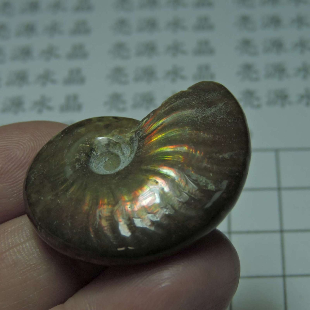 ~1212~斑彩螺菊石~拋光~330-細節圖3