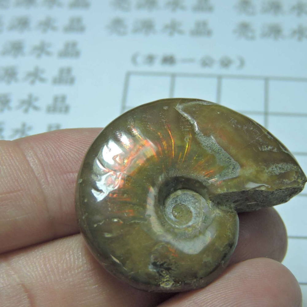 ~1212~斑彩螺菊石~拋光~330-細節圖4