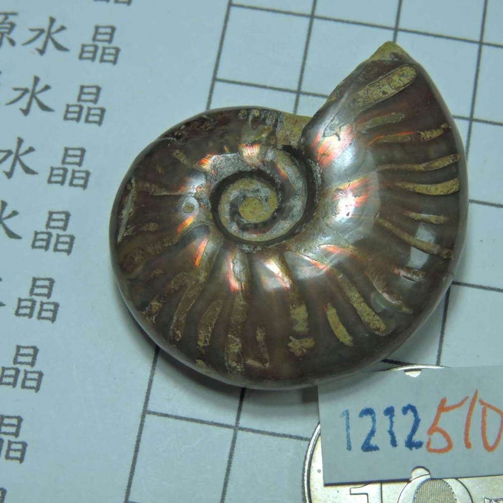 ~1212~斑彩螺菊石~拋光~510-細節圖2