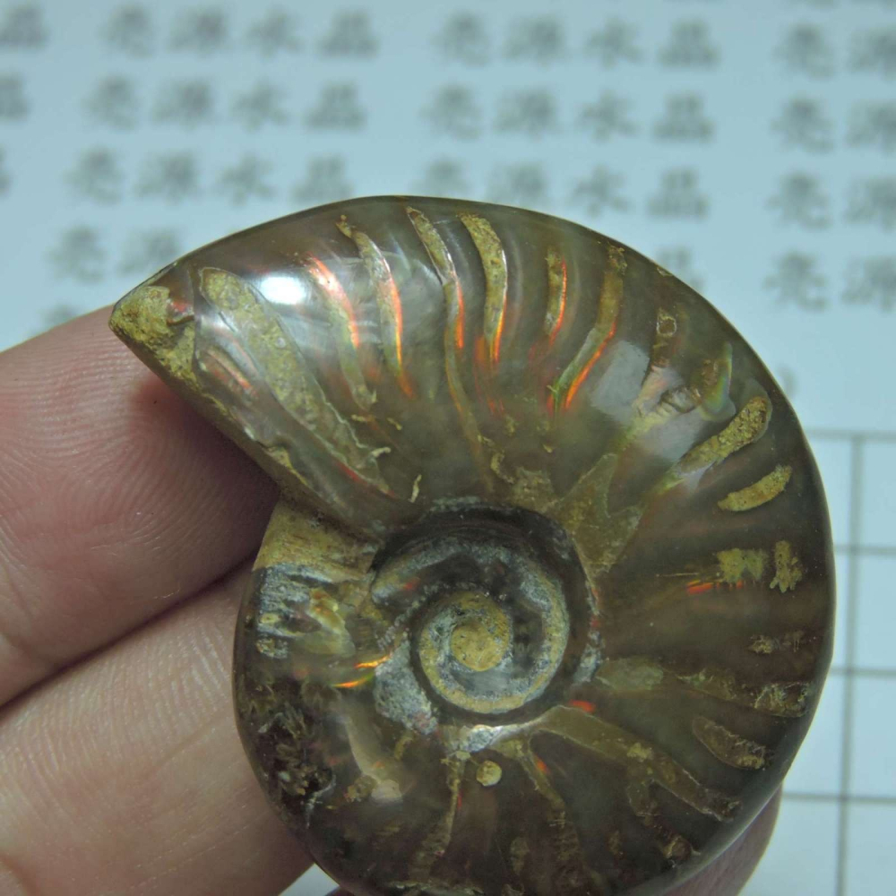 ~1212~斑彩螺菊石~拋光~510-細節圖3