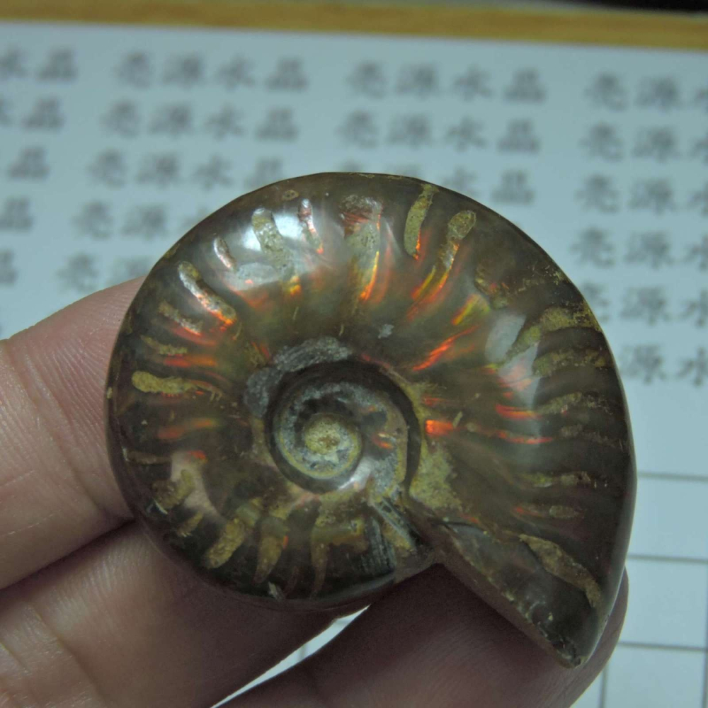 ~1212~斑彩螺菊石~拋光~510-細節圖4