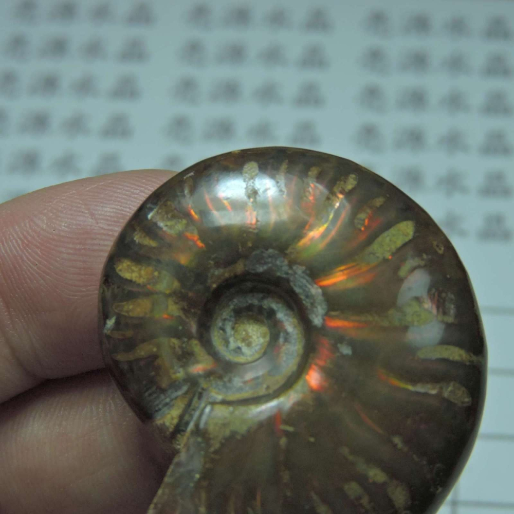 ~1212~斑彩螺菊石~拋光~510-細節圖5