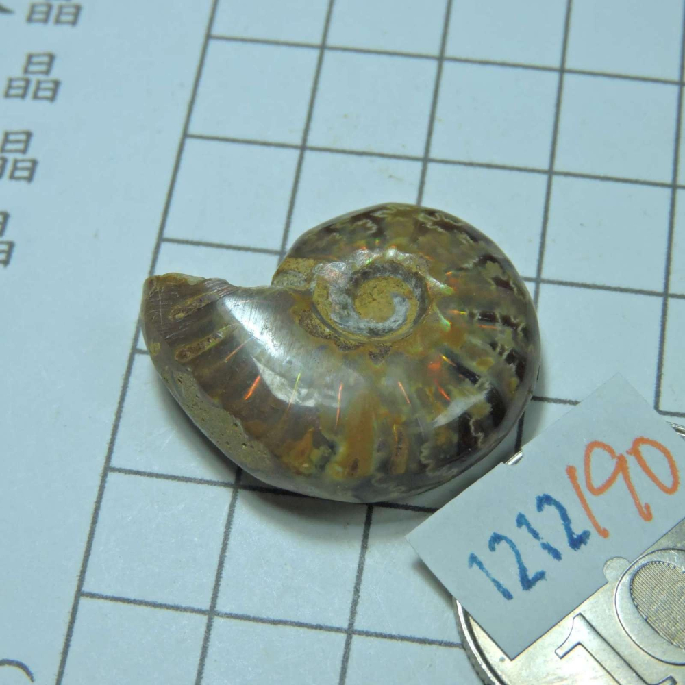 ~1212~斑彩螺菊石~拋光~190-細節圖2