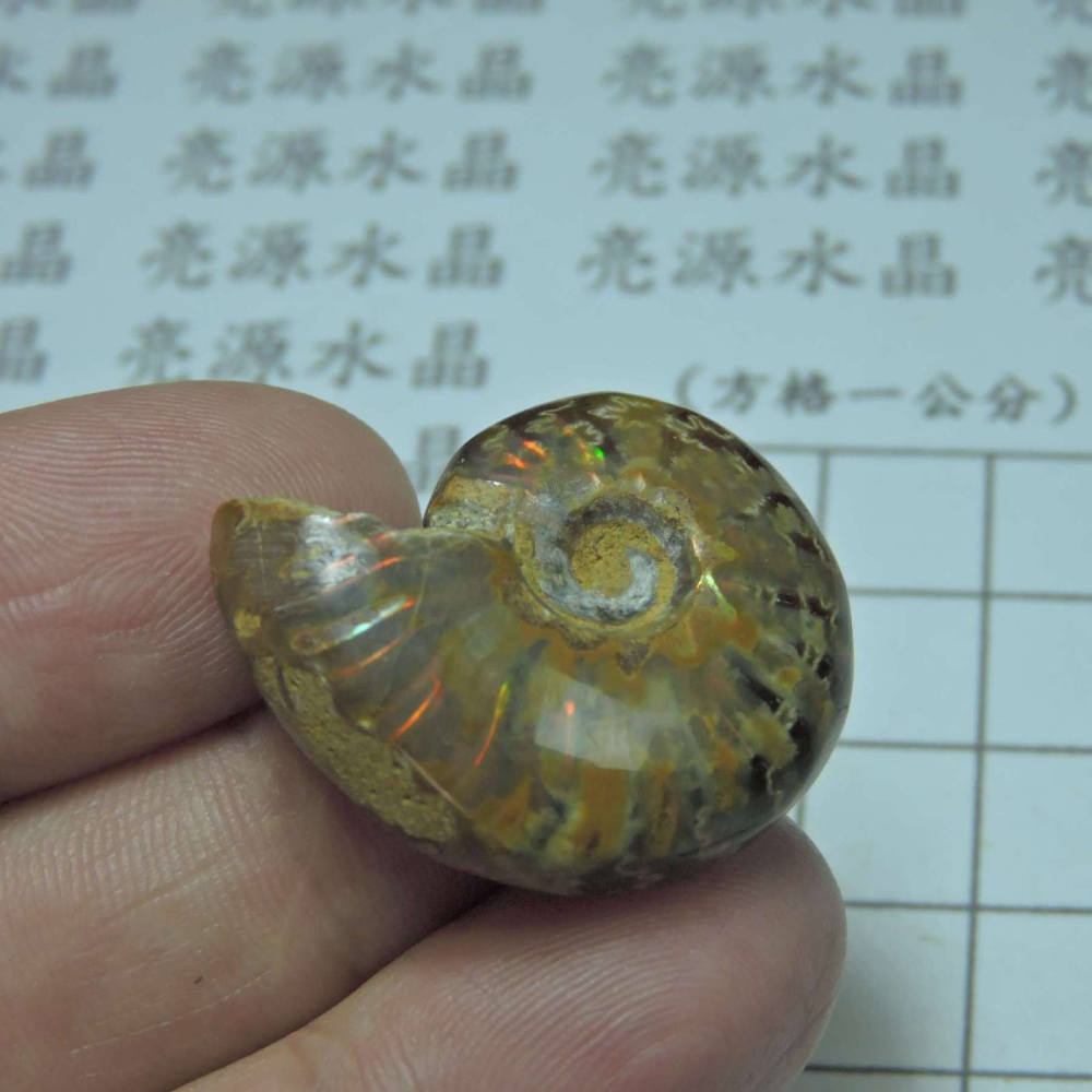 ~1212~斑彩螺菊石~拋光~190-細節圖3