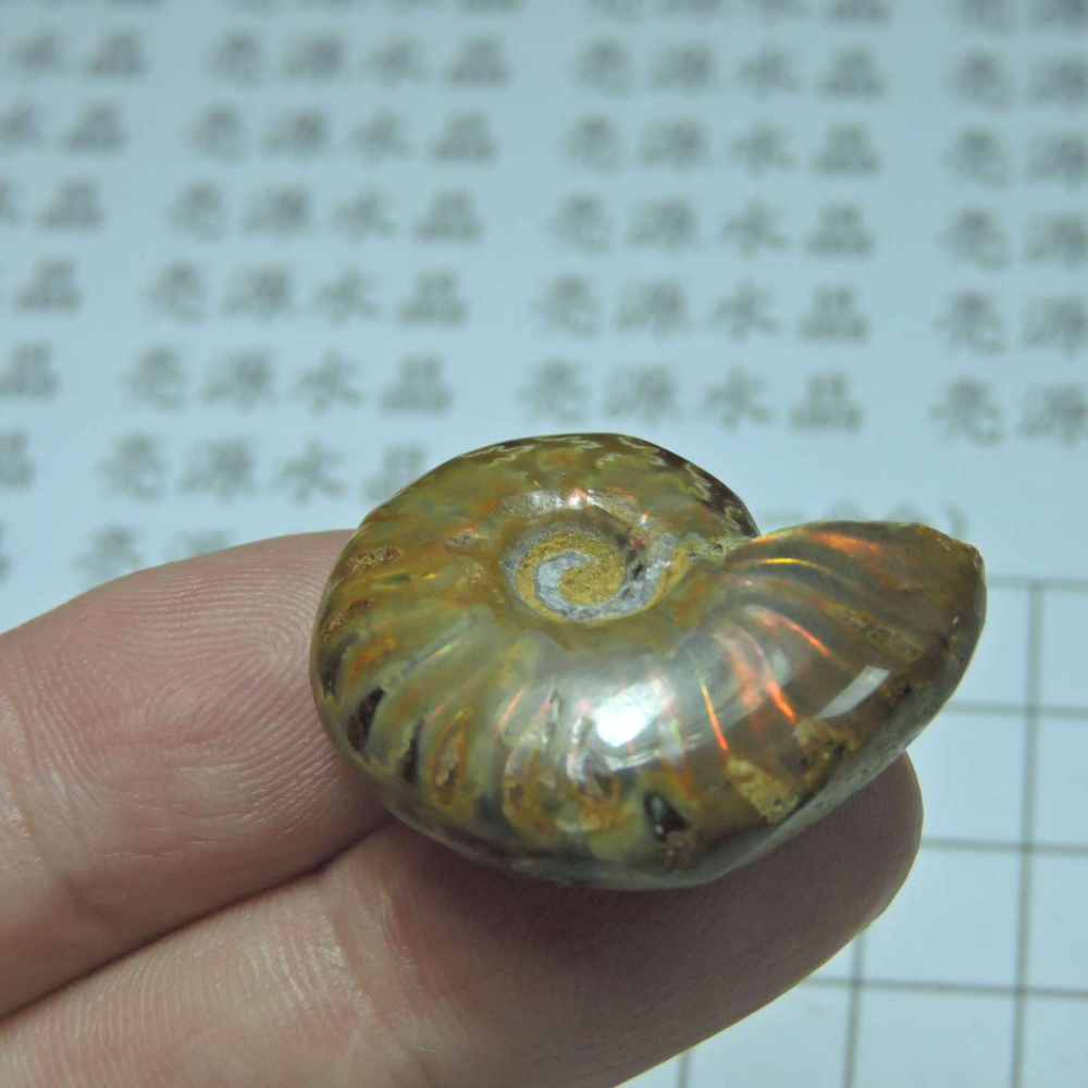 ~1212~斑彩螺菊石~拋光~190-細節圖4