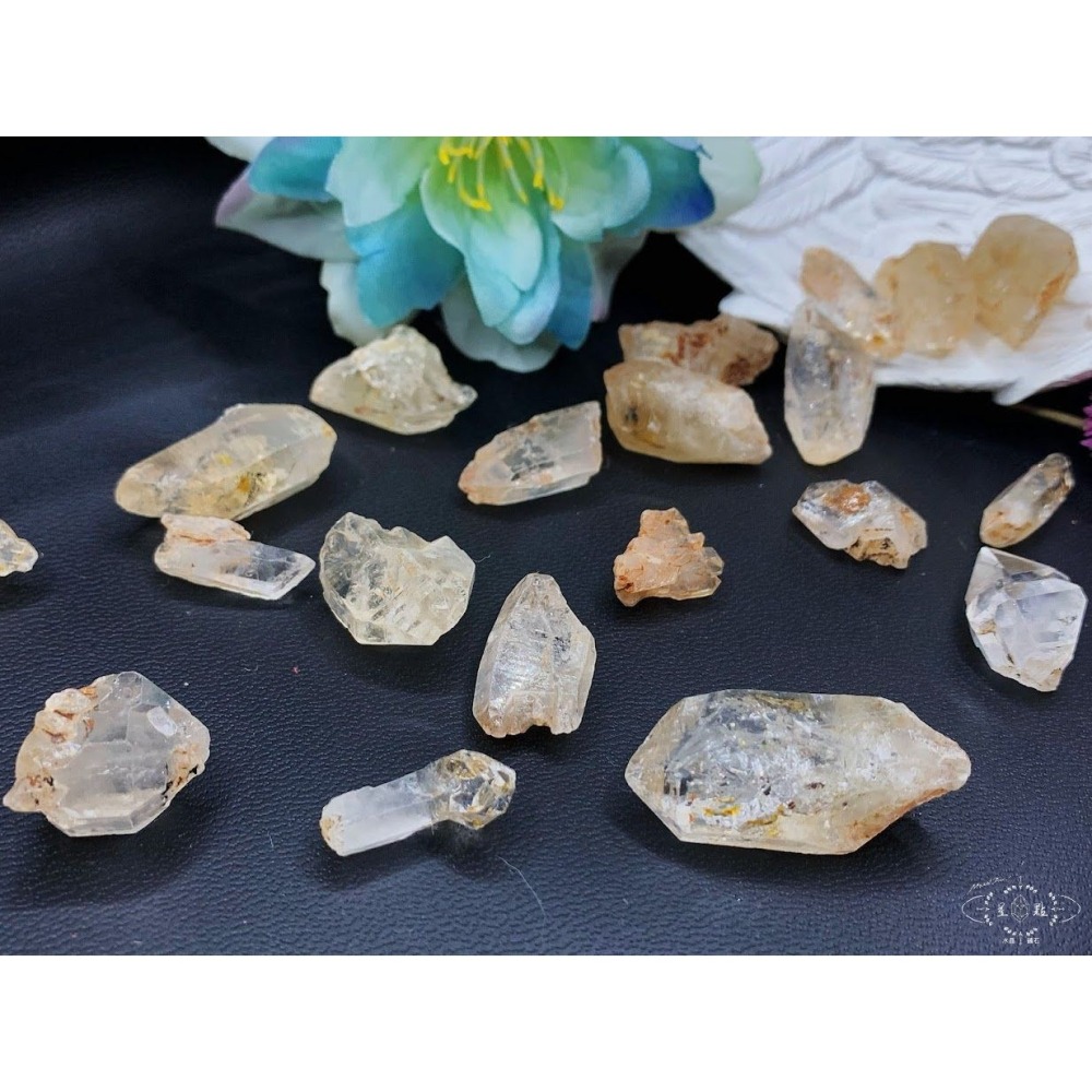 骨骸小骨幹~油膽骨骸小骨幹-細節圖6