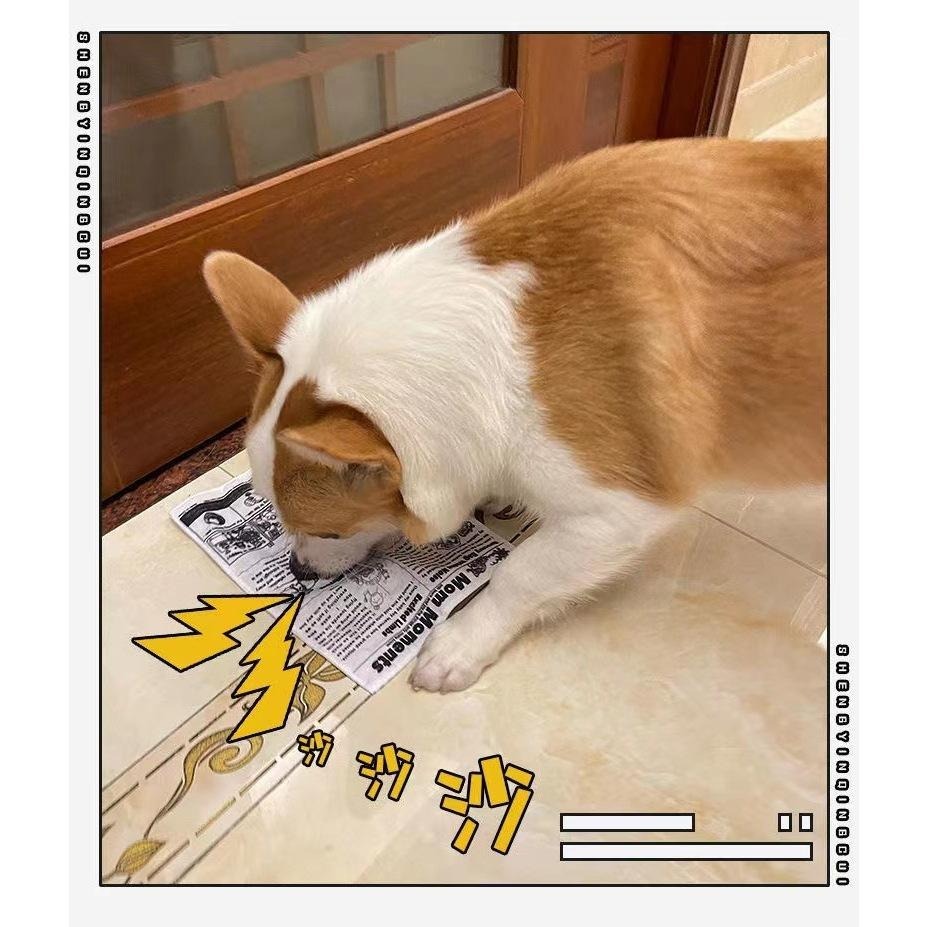 【姆比】響紙發聲玩具🃏 寵物發聲玩具 啃咬玩具 撲克牌 報紙 造型 狗玩具 貓玩具 犬貓玩具 狗紓壓 貓紓壓 撕咬玩具-細節圖5