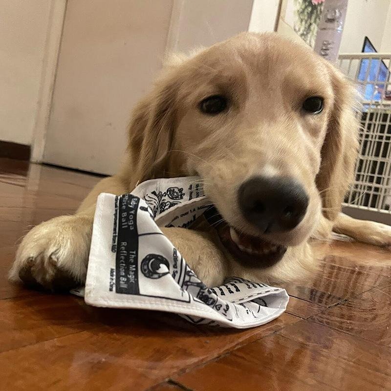 【姆比】響紙發聲玩具🃏 寵物發聲玩具 啃咬玩具 撲克牌 報紙 造型 狗玩具 貓玩具 犬貓玩具 狗紓壓 貓紓壓 撕咬玩具-細節圖7