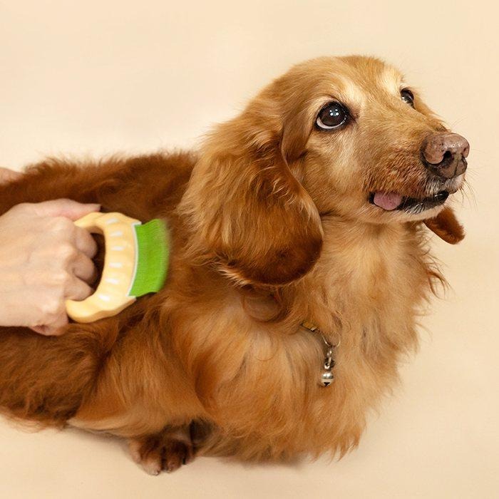 【姆比】日本🇯🇵 Philocomb 正品❗ 寵物貝殼梳 寵物梳子 貓咪梳子 狗狗梳子 貝殼梳子 寵物梳毛 寵物理毛-細節圖9