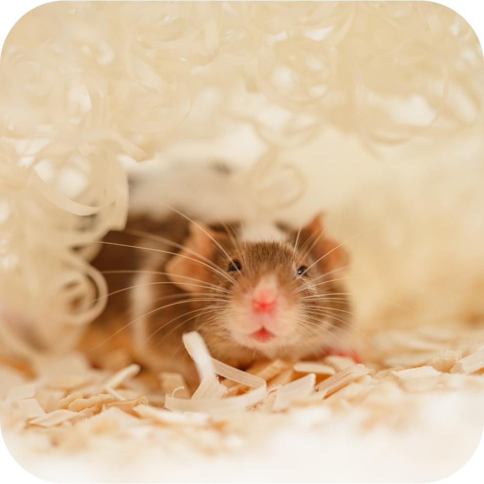 【姆比】美麗多 Milla more 小動物白楊木質墊料 低敏優質木材 小動物墊料 墊屑 倉鼠木屑 兔子木屑 小動物木屑-細節圖8