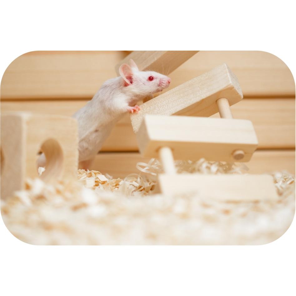 【姆比】美麗多 Milla more 小動物白楊木質墊料 低敏優質木材 小動物墊料 墊屑 倉鼠木屑 兔子木屑 小動物木屑-細節圖9