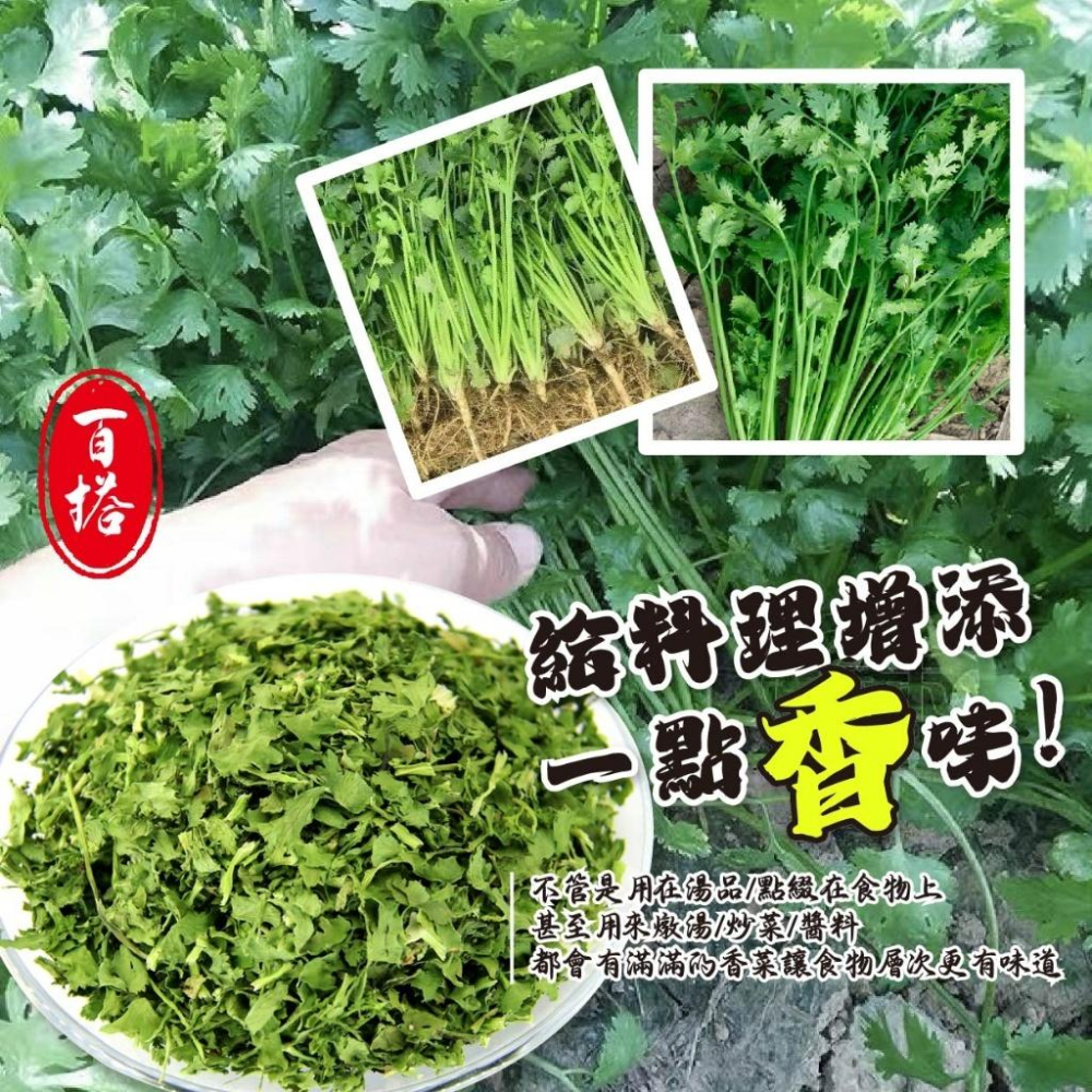 預購 香菜乾 25g 香菜 即食香菜乾  無添加 好保存 香料-細節圖2
