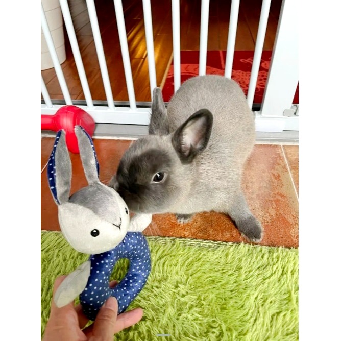 【竹代購】IKEA宜家家居 IKEA宜家家居 小熊玩偶 發聲布偶 玩偶 布偶 娃娃 嬰兒玩具 兔兔發聲玩偶 兔子玩偶-細節圖10