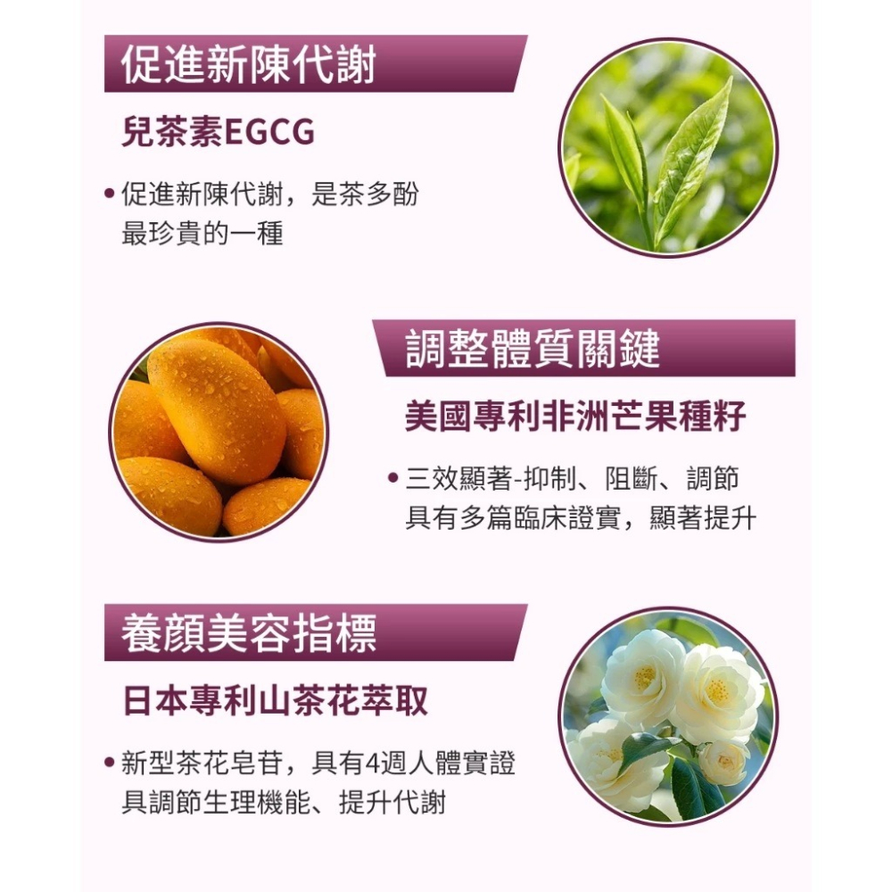 【養研萃方】山茶花仙盈茶 100包/盒 代謝 美容 印度尼爾吉里紅茶 養源專科｜繁華中西藥局｜-細節圖3