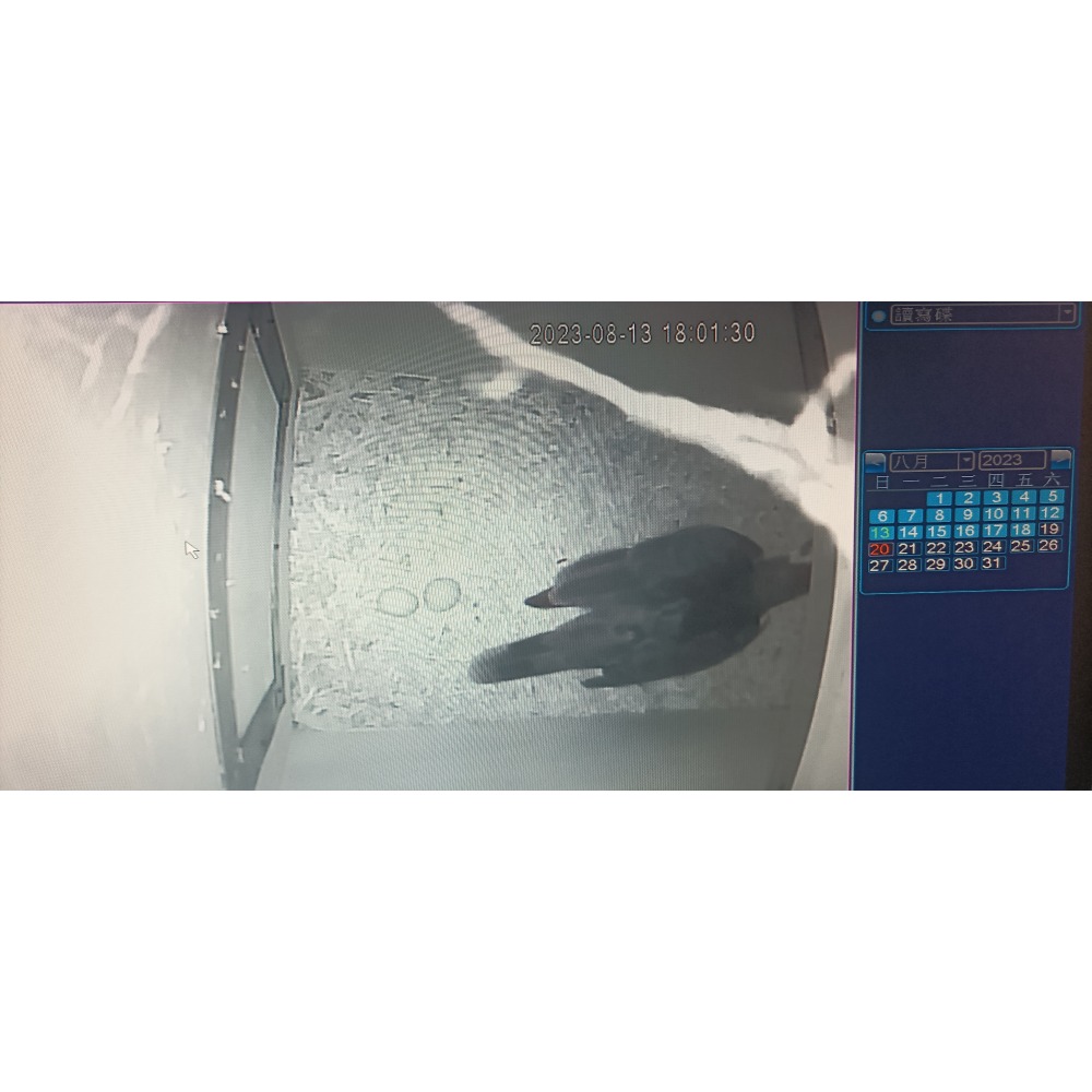 巢箱攝影機 Sony高清晶片 畫質好,相容性高 鸚鵡巢箱攝影機 鸚鵡繁殖 巢箱監視器-細節圖5