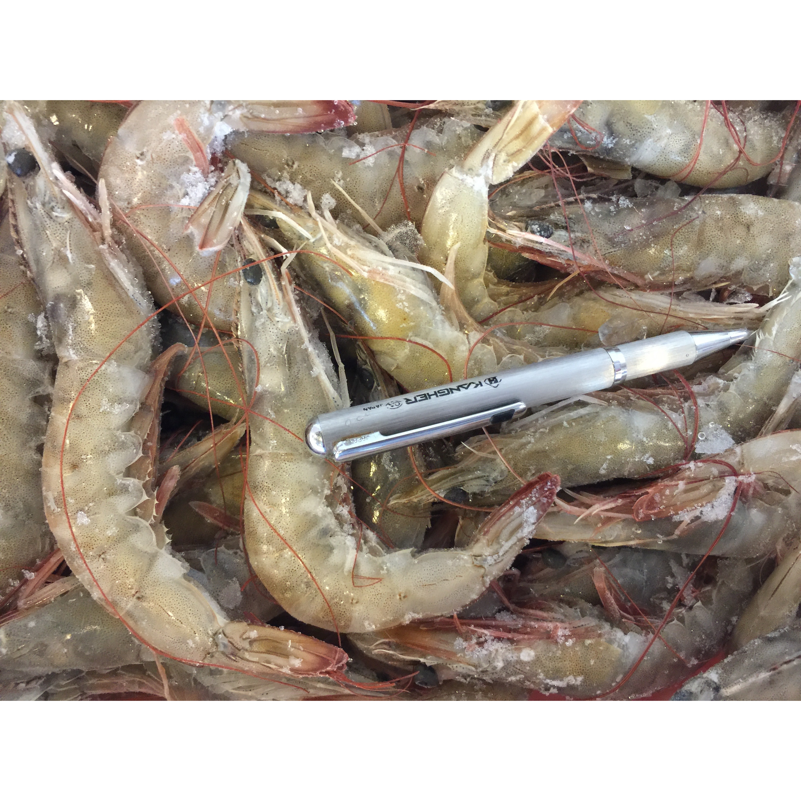 無毒大白蝦一盒只要350元☆鴻德水產☆ 滿額免運-細節圖6