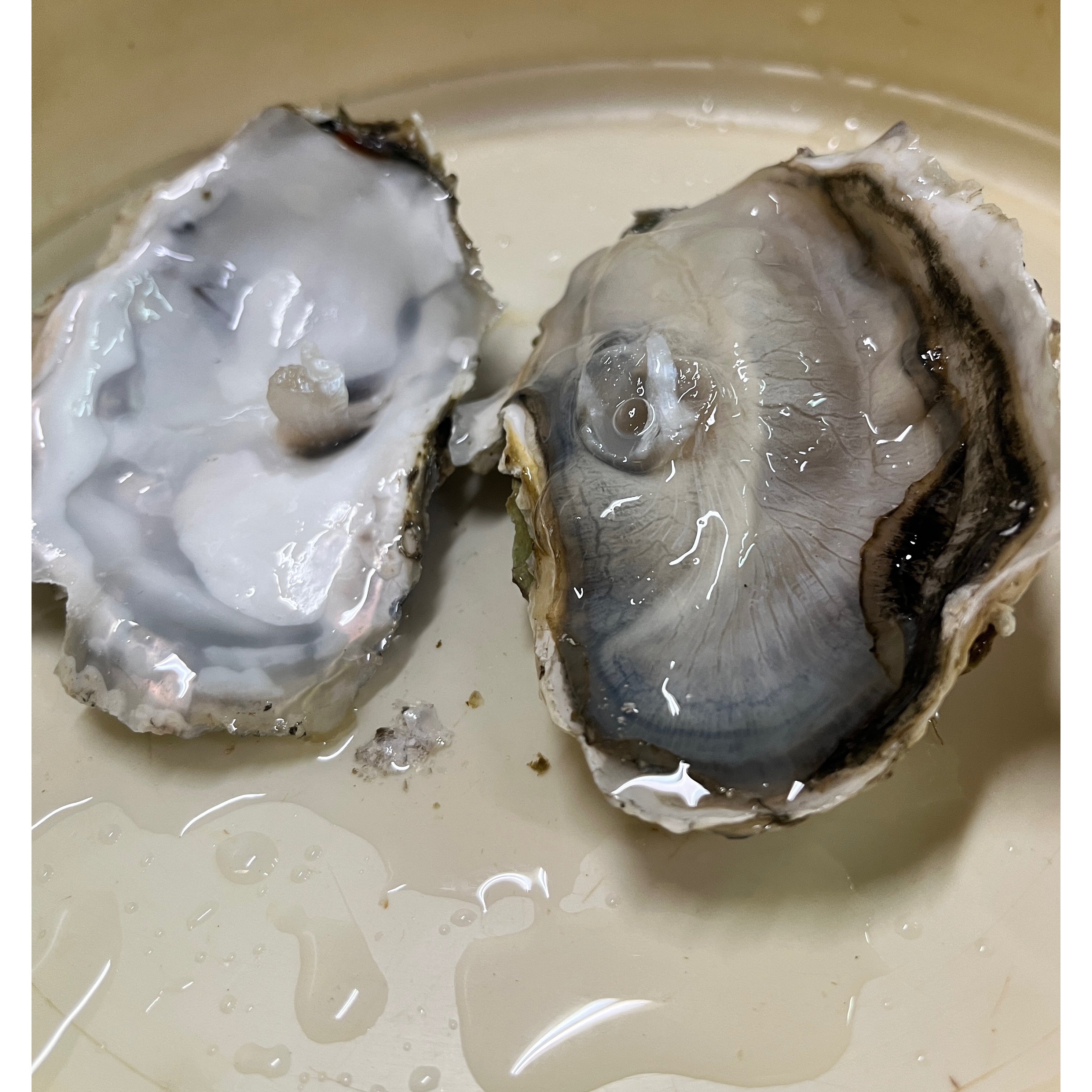 生食用生蠔一顆只要80元☆鴻德水產☆ 滿額免運-細節圖5