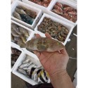澎湖黃石斑每公斤550元-鴻德水產-規格圖1