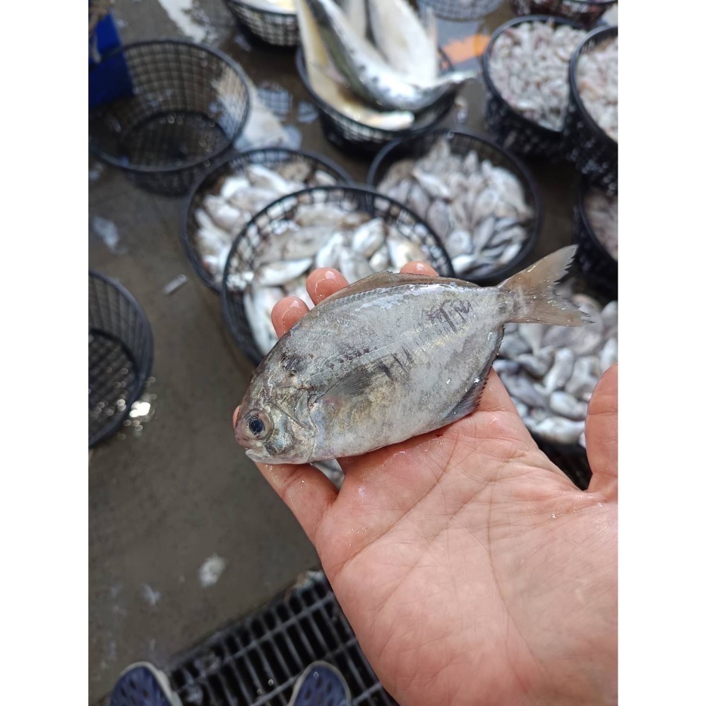 台灣現流大肉魚-鴻德水產-滿額免運-細節圖2