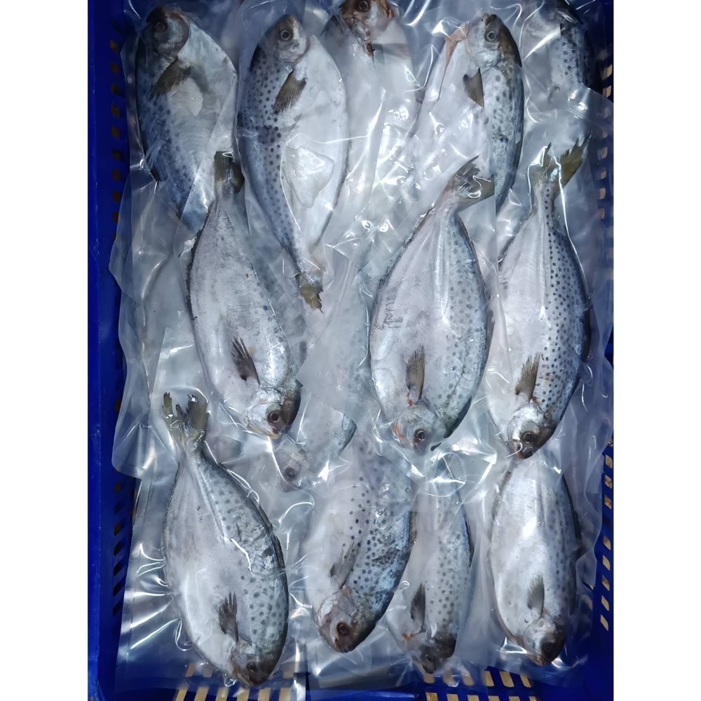 圓點花鯧魚每公斤只要350元-鴻德水產-滿額免運-細節圖2