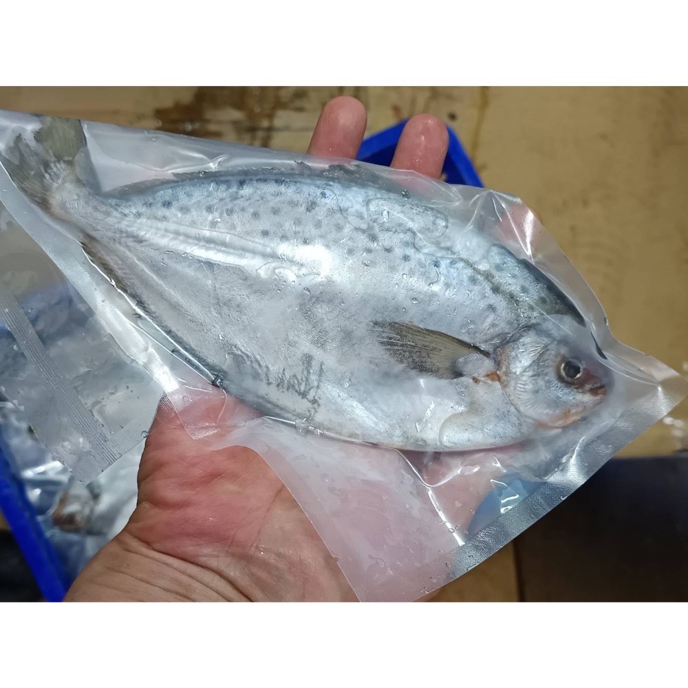 圓點花鯧魚每公斤只要350元-鴻德水產-滿額免運-細節圖3