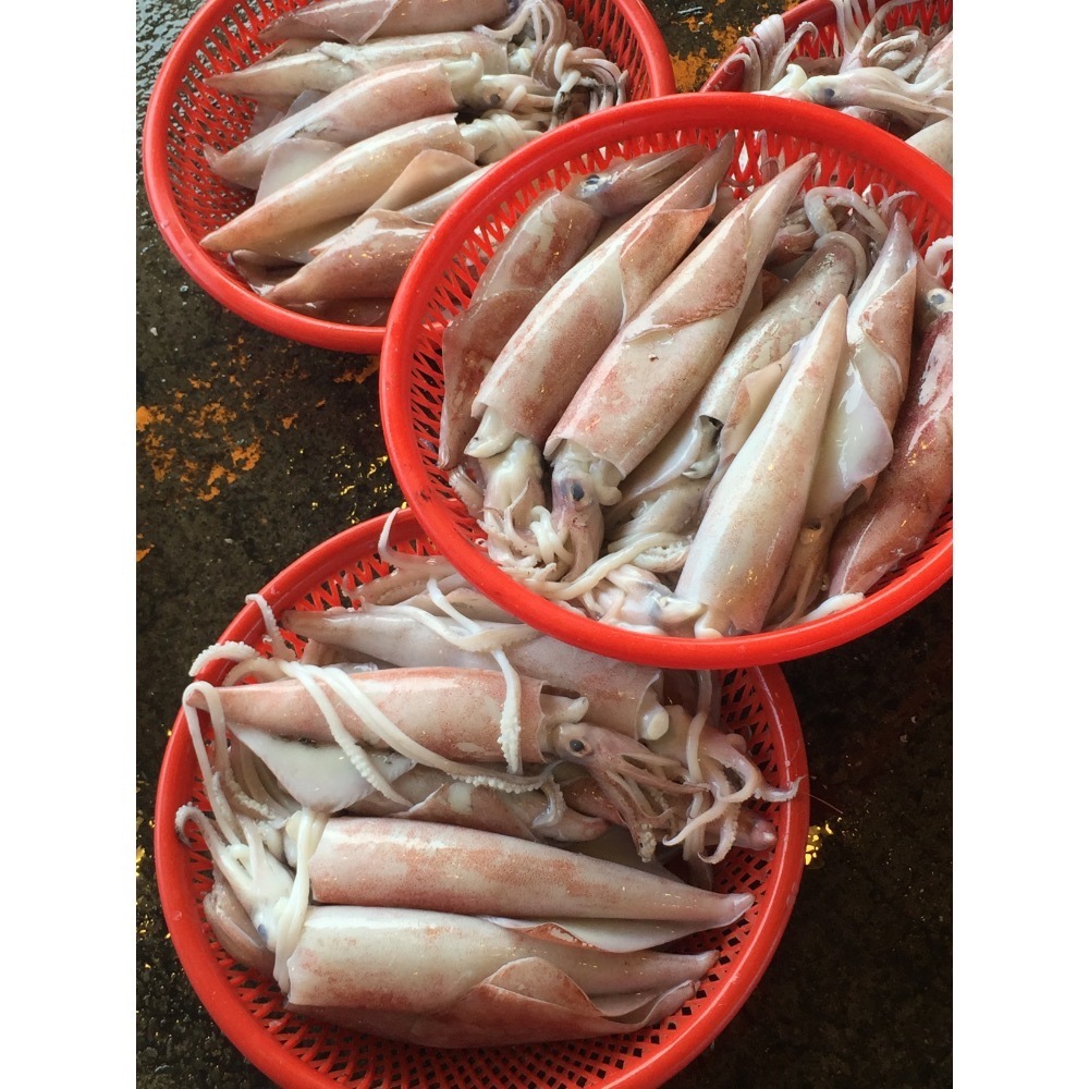 特大卷每公斤只要550元-鴻德水產-滿額免運-細節圖2