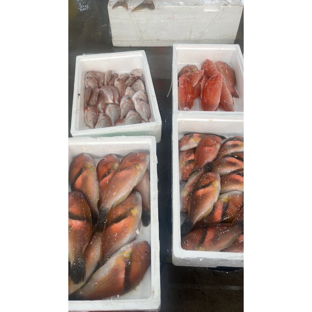 澎湖寒鯛魚(紅新娘)每公斤特價只要450元☆鴻德水產☆滿額免運-細節圖2