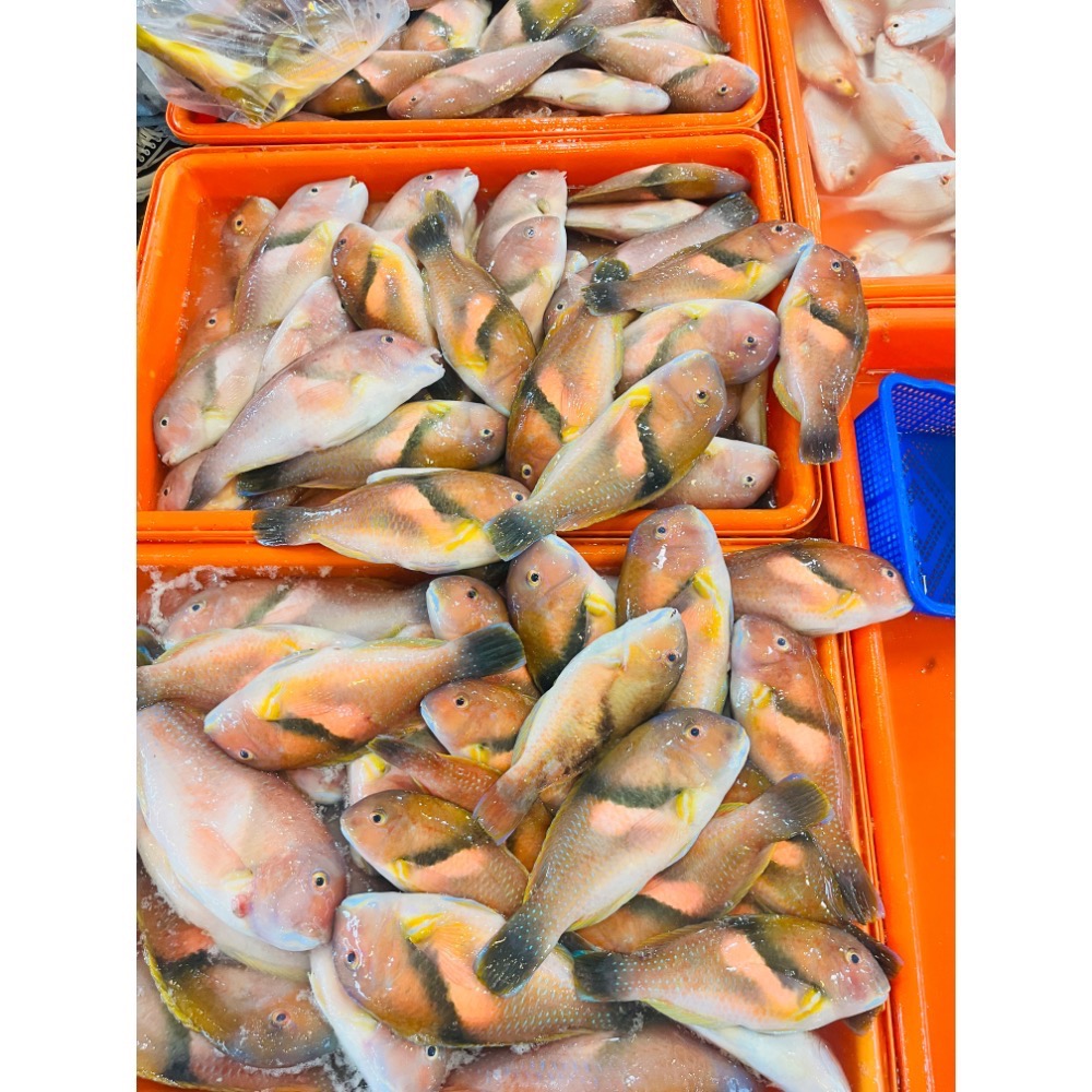 澎湖寒鯛魚(紅新娘)每公斤特價只要450元☆鴻德水產☆滿額免運-細節圖3