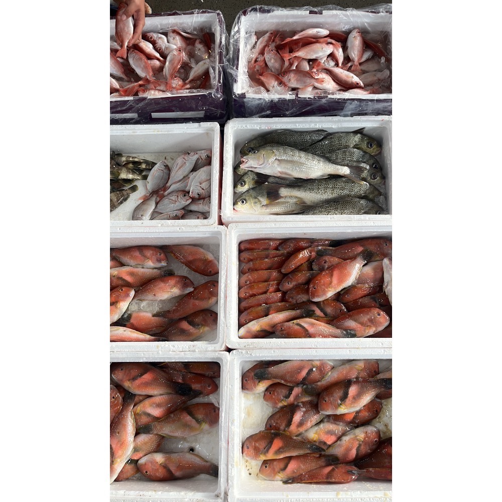 澎湖寒鯛魚(紅新娘)每公斤特價只要450元☆鴻德水產☆滿額免運-細節圖4