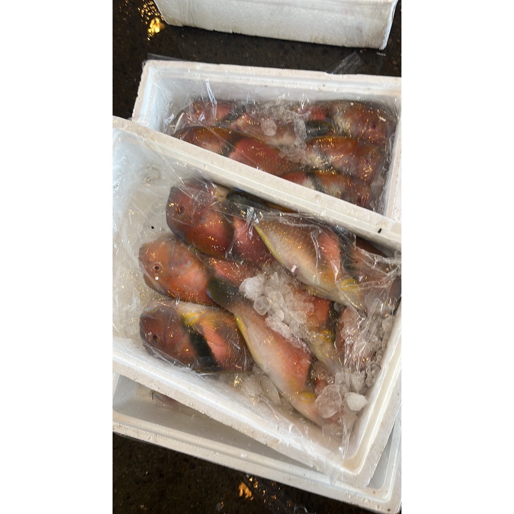 澎湖寒鯛魚(紅新娘)每公斤特價只要450元☆鴻德水產☆滿額免運-細節圖5