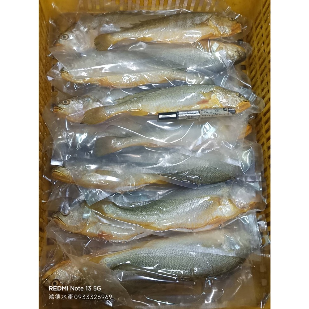 現流黃魚一尾只要190元 -鴻德水產 -滿額免運-細節圖2