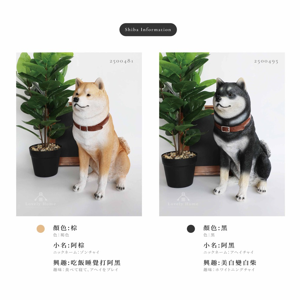 坐姿 黑柴棕柴 柴犬 狗 動物 波麗 戶外 擺飾 擬真（台中 可愛小舖）-細節圖4