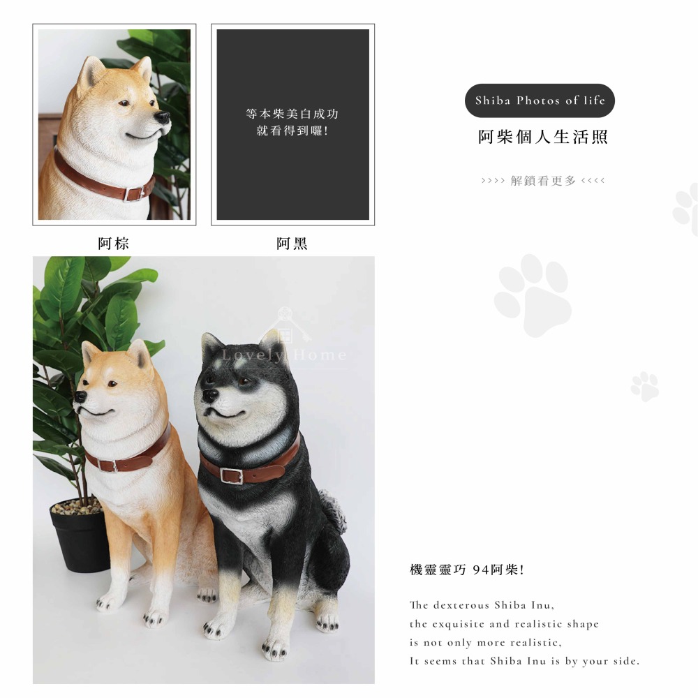 坐姿 黑柴棕柴 柴犬 狗 動物 波麗 戶外 擺飾 擬真（台中 可愛小舖）-細節圖5