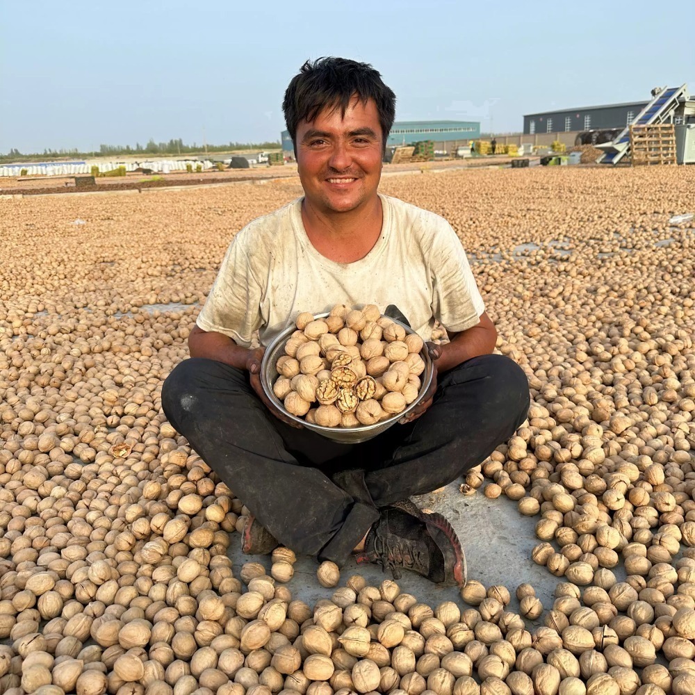 核桃 紙皮核桃 新疆阿克蘇核桃 核桃禮盒 歡迎大家來試試看新疆的烤核桃有何不同-細節圖2