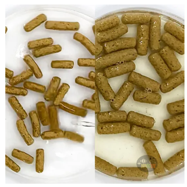 日本 Hikari 高夠力 爬蟲專用顆粒飼料 食蟲性 60g 守宮飼料 豹紋守宮 日本草蜥 箱龜 鬆獅蜥睫角-細節圖5