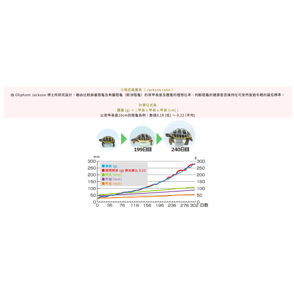 20643 日本 Hikari 高夠力 草食性爬蟲飼料 大粒 550g 陸龜健康蔬菜 草本 高纖 鬣蜥 刺尾蜥-細節圖7