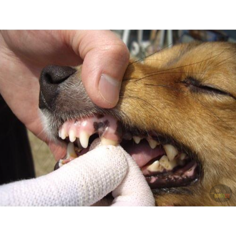 日本 Mind up 犬貓用指套牙刷 寵物牙刷 寵物潔牙 狗 貓牙刷 狗牙刷-細節圖5