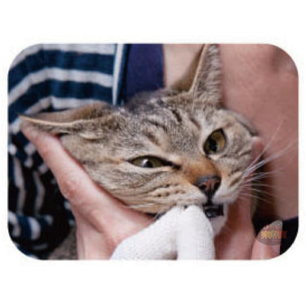 日本 Mind up 犬貓用指套牙刷 寵物牙刷 寵物潔牙 狗 貓牙刷 狗牙刷-細節圖6