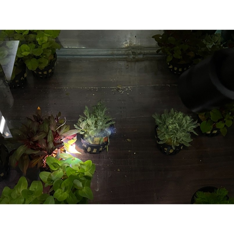 ISTA 伊士達 三段式萬向投射燈 USB 聚光燈 散光燈 雨林 苔蘚 (黃光/白光/自然光) 圓形缸也可用-細節圖7