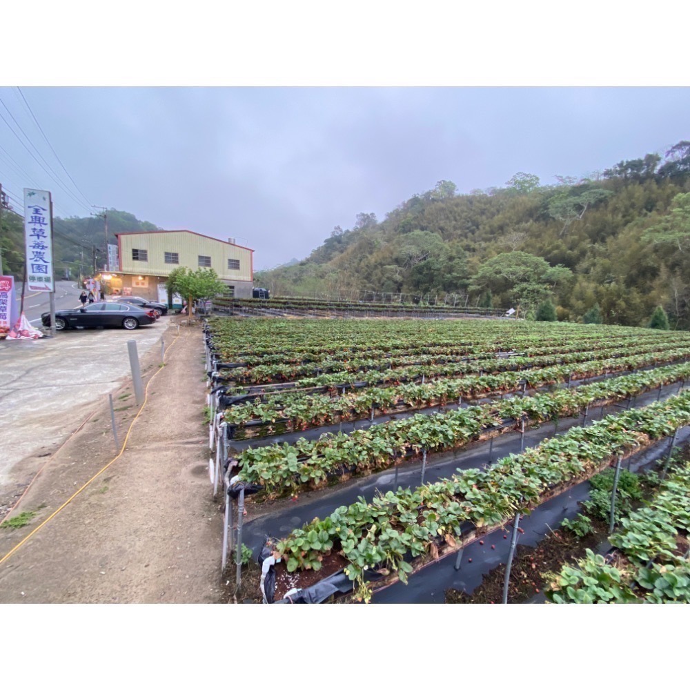 紅姬草莓雪耳飲六入禮袋免運優惠組-細節圖2