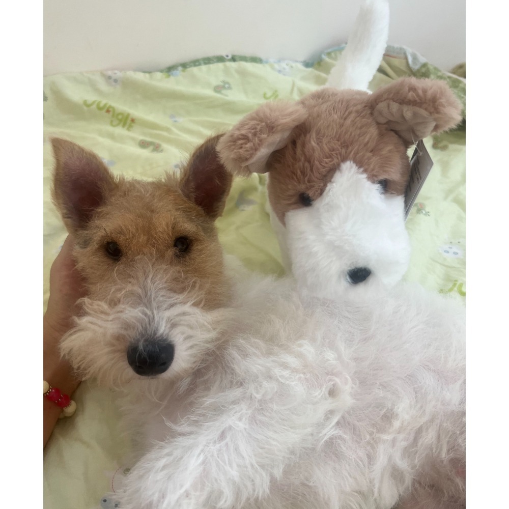 Wirefoxterrier 剛毛獵狐梗 絨毛娃娃-細節圖5