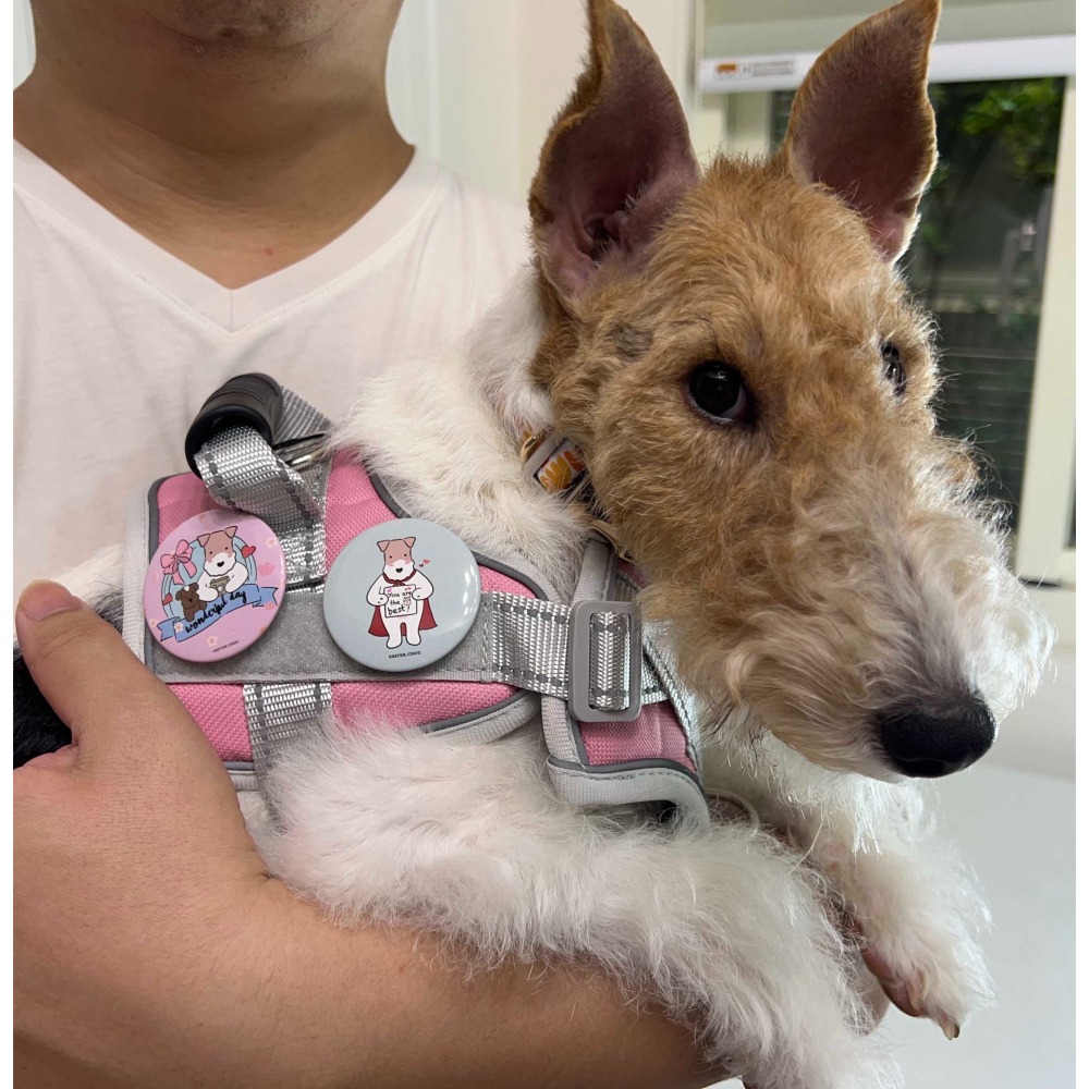 Wirefoxterrier 剛毛獵狐梗磁鐵胸章44mm～超人(淺藍)-細節圖2