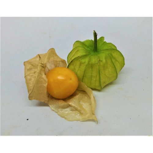 ［實藏園］大果黃金莓/燈籠果種子/100顆