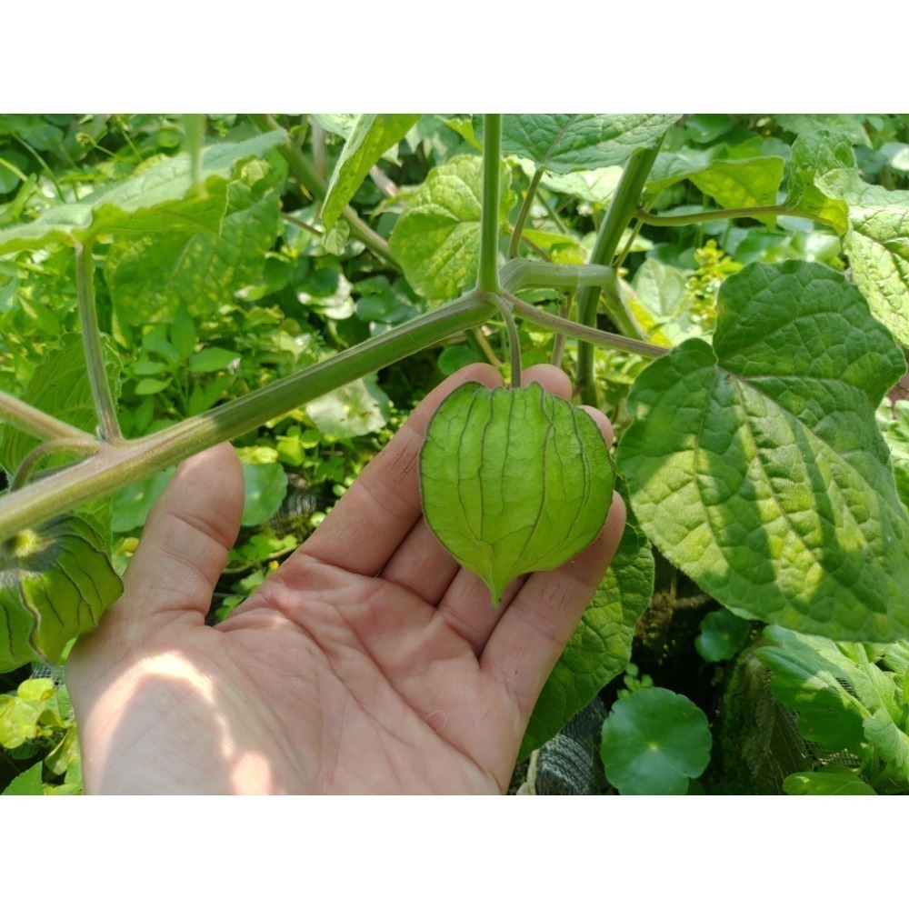 ［實藏園］大果黃金莓/燈籠果種子/100顆-細節圖2