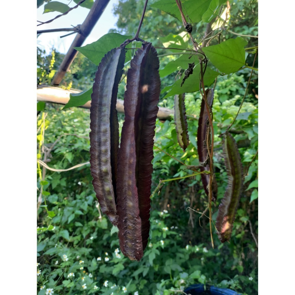 ［實藏園］紫長翼豆/25顆-細節圖2