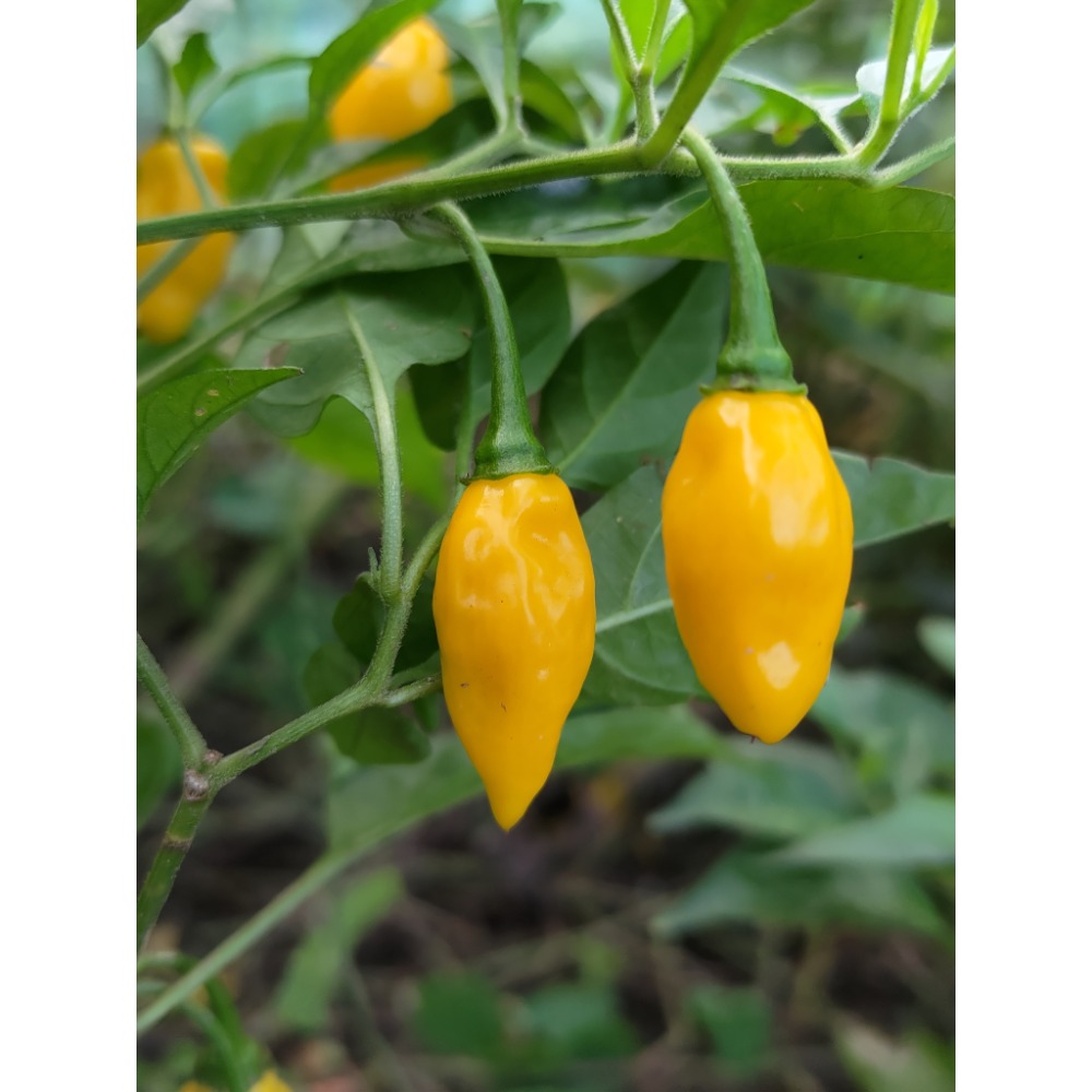 ［實藏園］子彈椒/火熱檸檬辣椒種子/45顆（大辣）-細節圖2