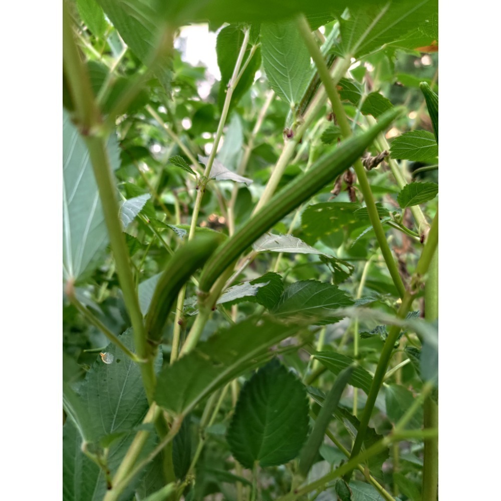 ［實藏園］長果莢甜麻/埃及國王菜/蔴薏種子/5000顆-細節圖2