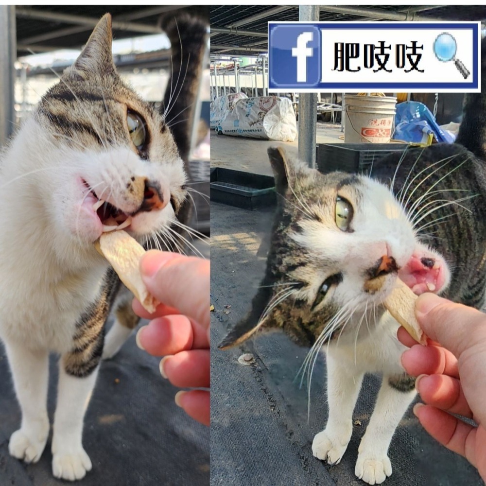 ★本批3/12製★🍬🍭肥吱吱-犬貓雞肉凍乾😻🐶國產合格電宰雞肉🐔🐔-細節圖8