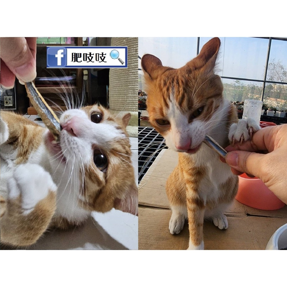 澎湖現流丁香魚凍乾，本批10/31製作😹🐶肥吱吱-犬貓凍乾 🐠🐠澎湖丁香魚 🐟️🐟️-細節圖8