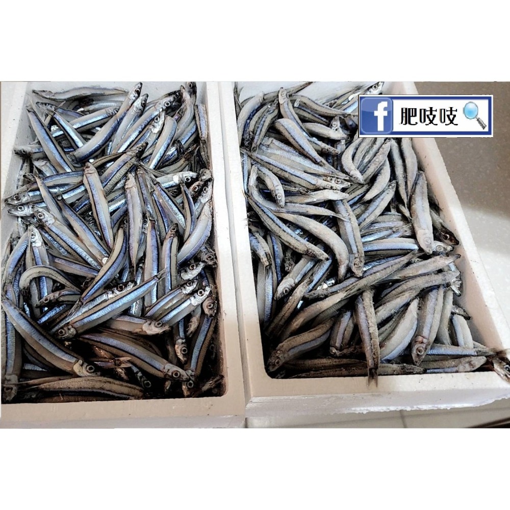 澎湖現流丁香魚凍乾，本批10/31製作😹🐶🐟️🐟️肥吱吱-犬貓澎湖丁香魚凍乾100g(淨重)大包裝 🐠🐠-細節圖3